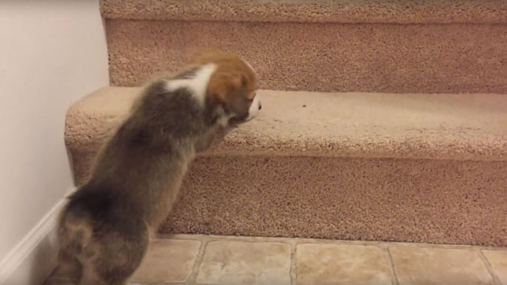 Cute Corgi Puppy Tries to Climb Up The Stair animated gif