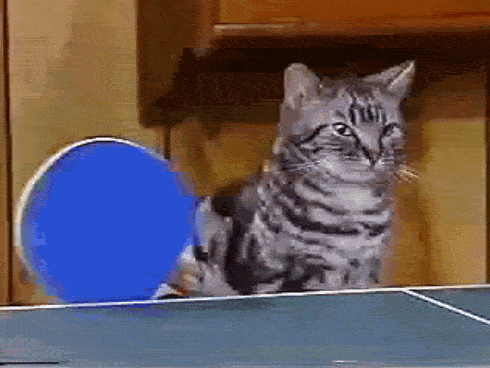 15 Cute Cat GIFs HuffPost Entertainment