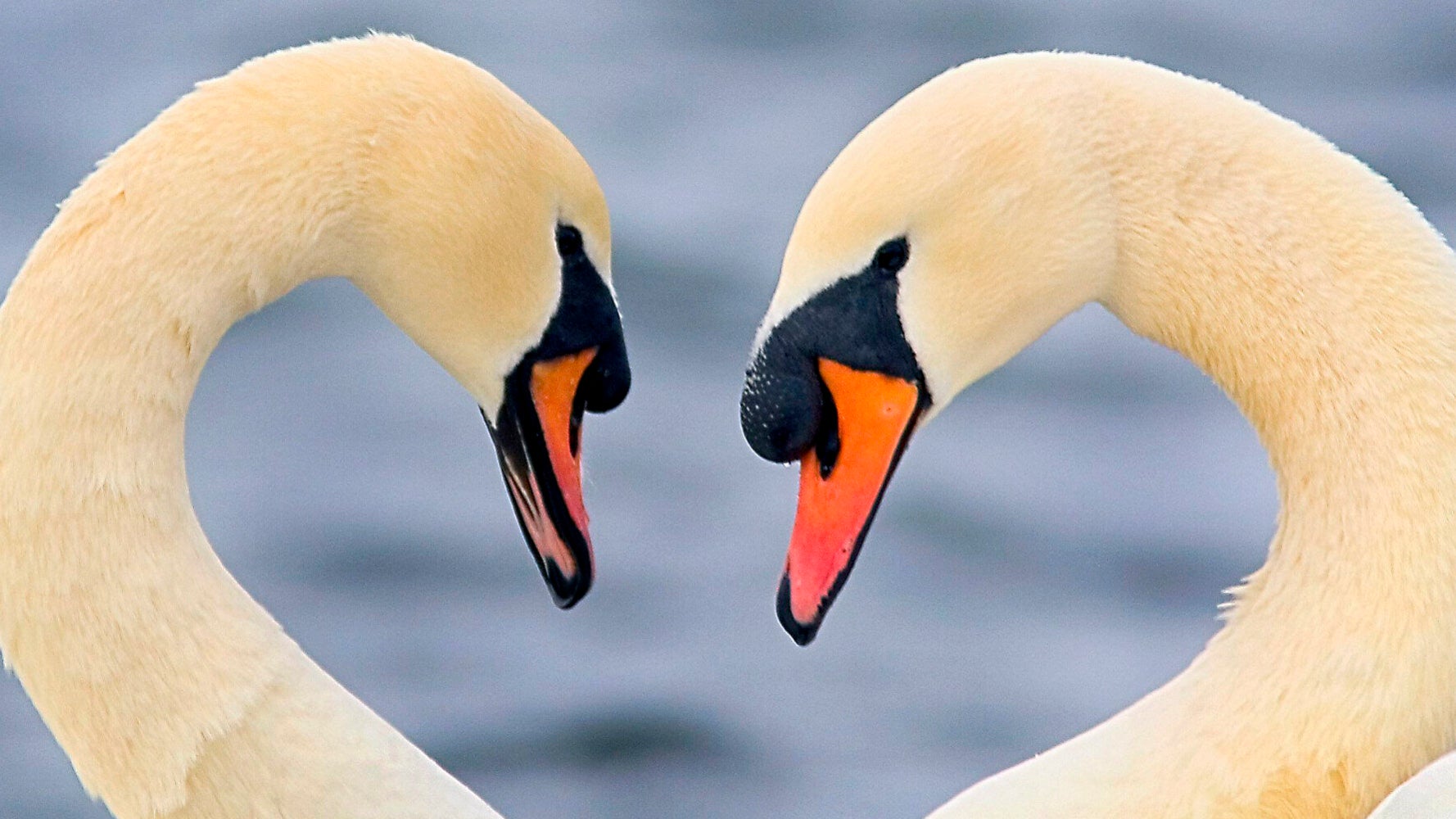 Daddy Swans Can Raise Their Kids Too | HuffPost UK Parents