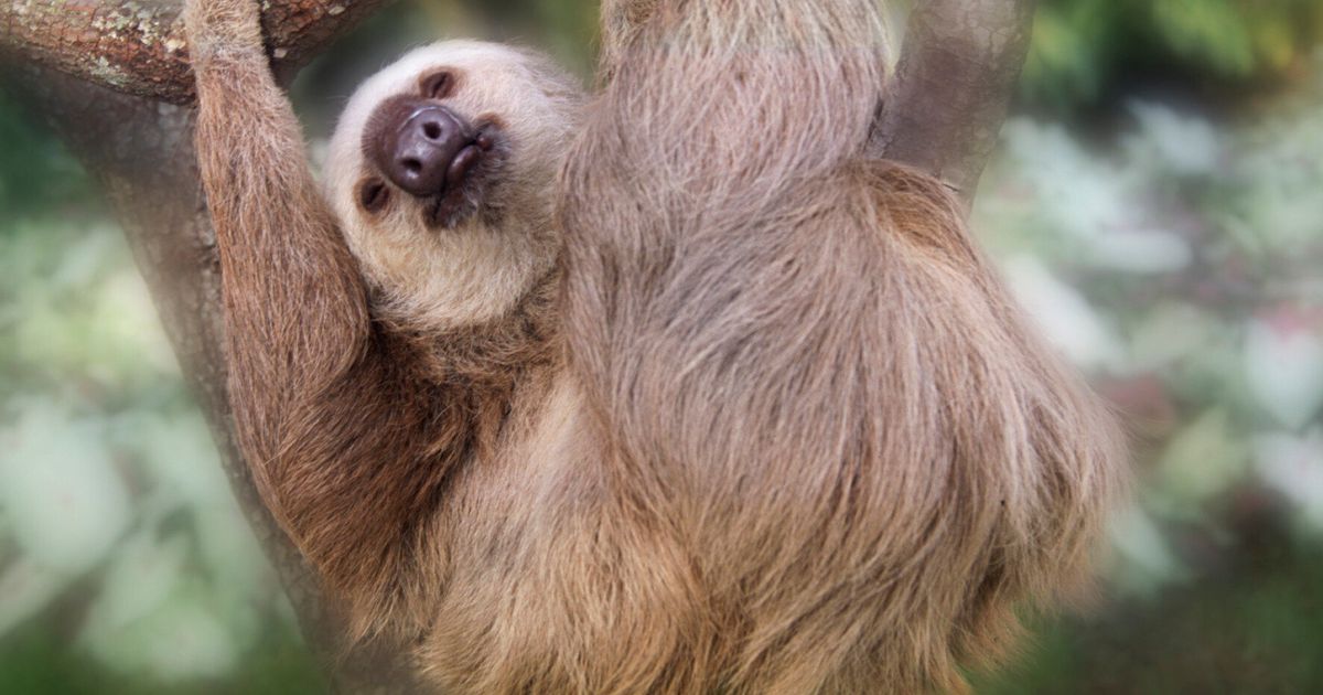 Facts About Three Toed Sloths Huffpost Uk News