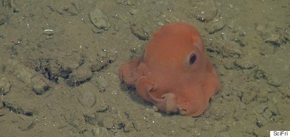 World's Cutest Pink Octopus May Be Named 'Adorabilis' As Cephalopod ...