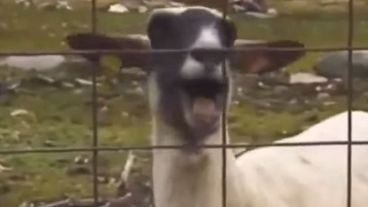 goat videos