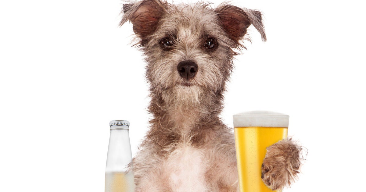 Dogs Fetching Beer Compilation Video Proves Canines Are Man's Best