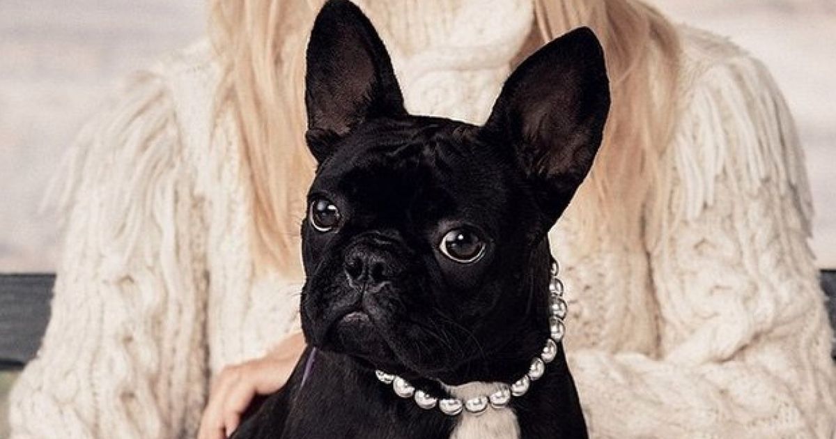 Lady Gaga's Dog Asia Stars In The New Coach Campaign | HuffPost UK Style