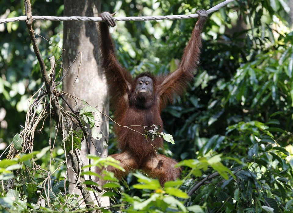 Malaysia Orangutans