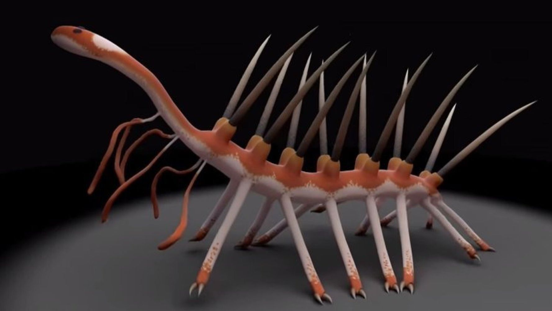 Hallucigenia Fossil Worm, Earth's Weirdest Creature Has A Face | HuffPost  UK Tech