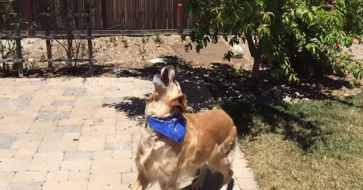 Fritz The Dog Fails To Catch Sausages (In Slow Motion) HuffPost UK Comedy(02)