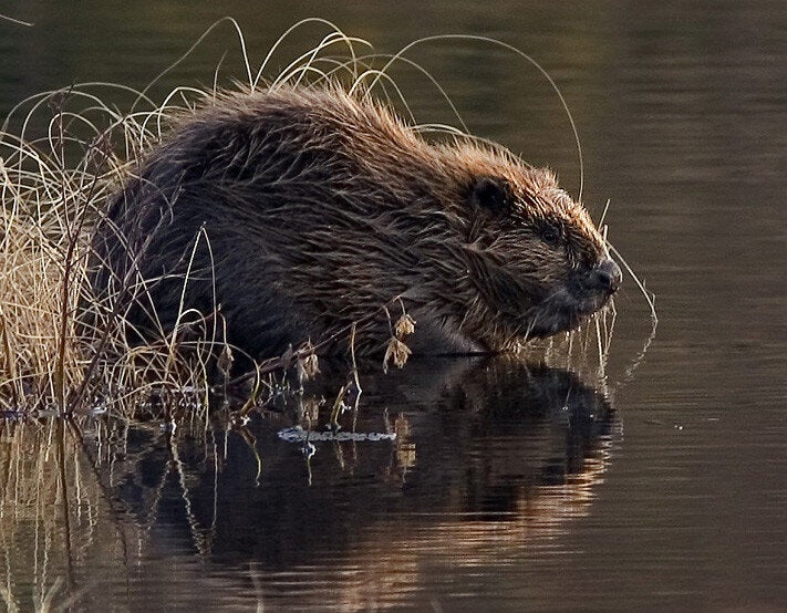 Beaver Anal Secretions