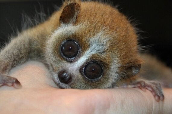 slow loris teeth