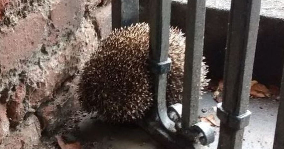 Hedgehog Became Stuck In Fence After 'Misjudging His Own Girth ...