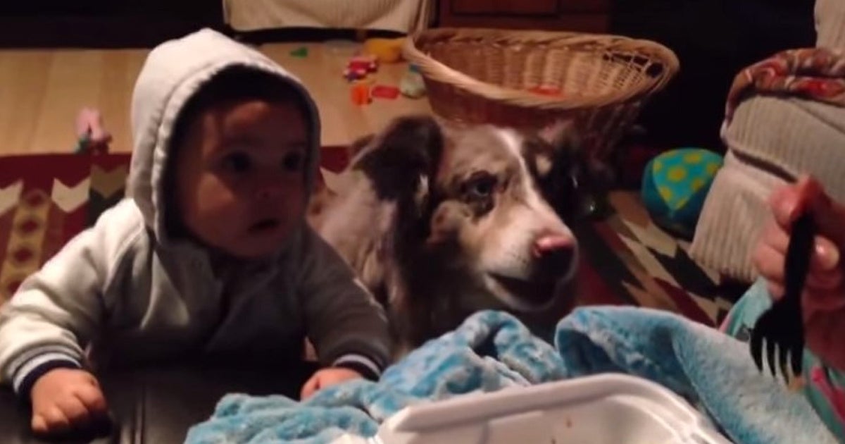 family-dog-learns-how-to-say-mama-before-the-baby-no-we-re-not