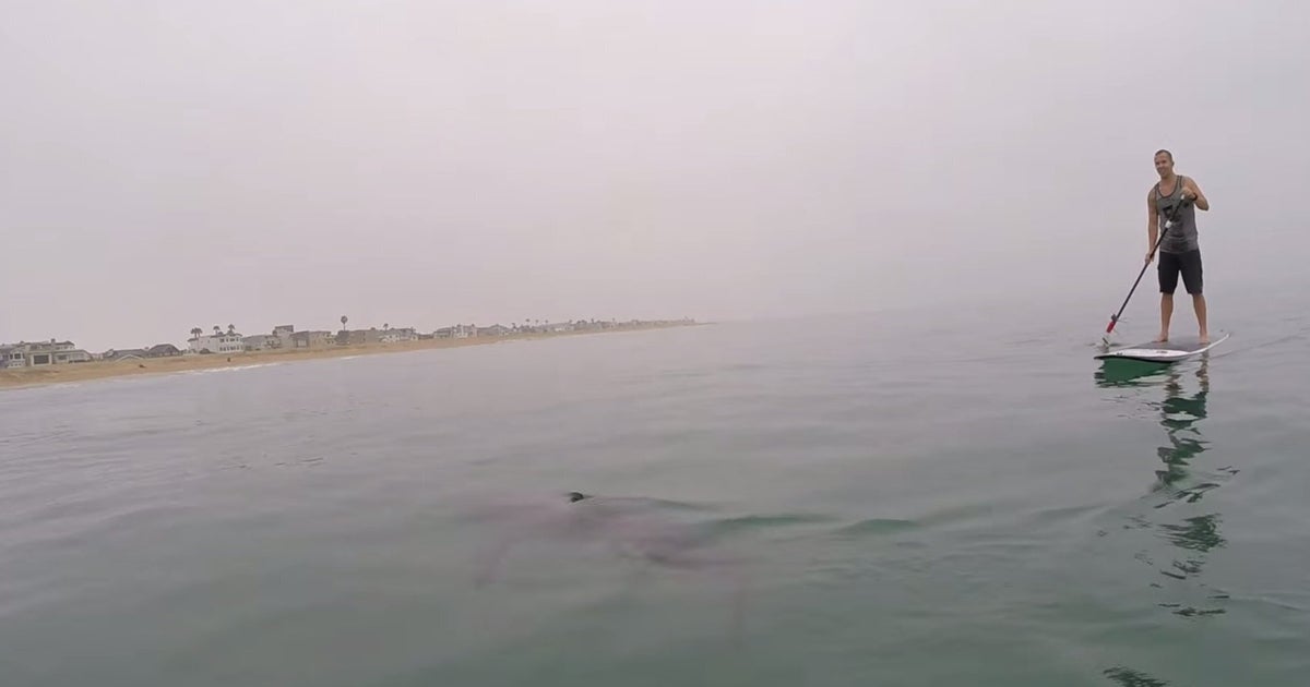 Paddleboarders Surrounded By Great White Sharks In California In