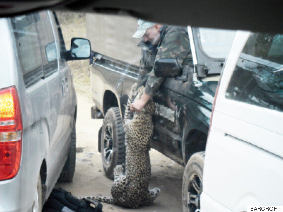 Leopard Attacks British Safari Guide In South Africa's Kruger National ...