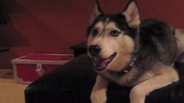 animals behaving like humans animals behaving like humans