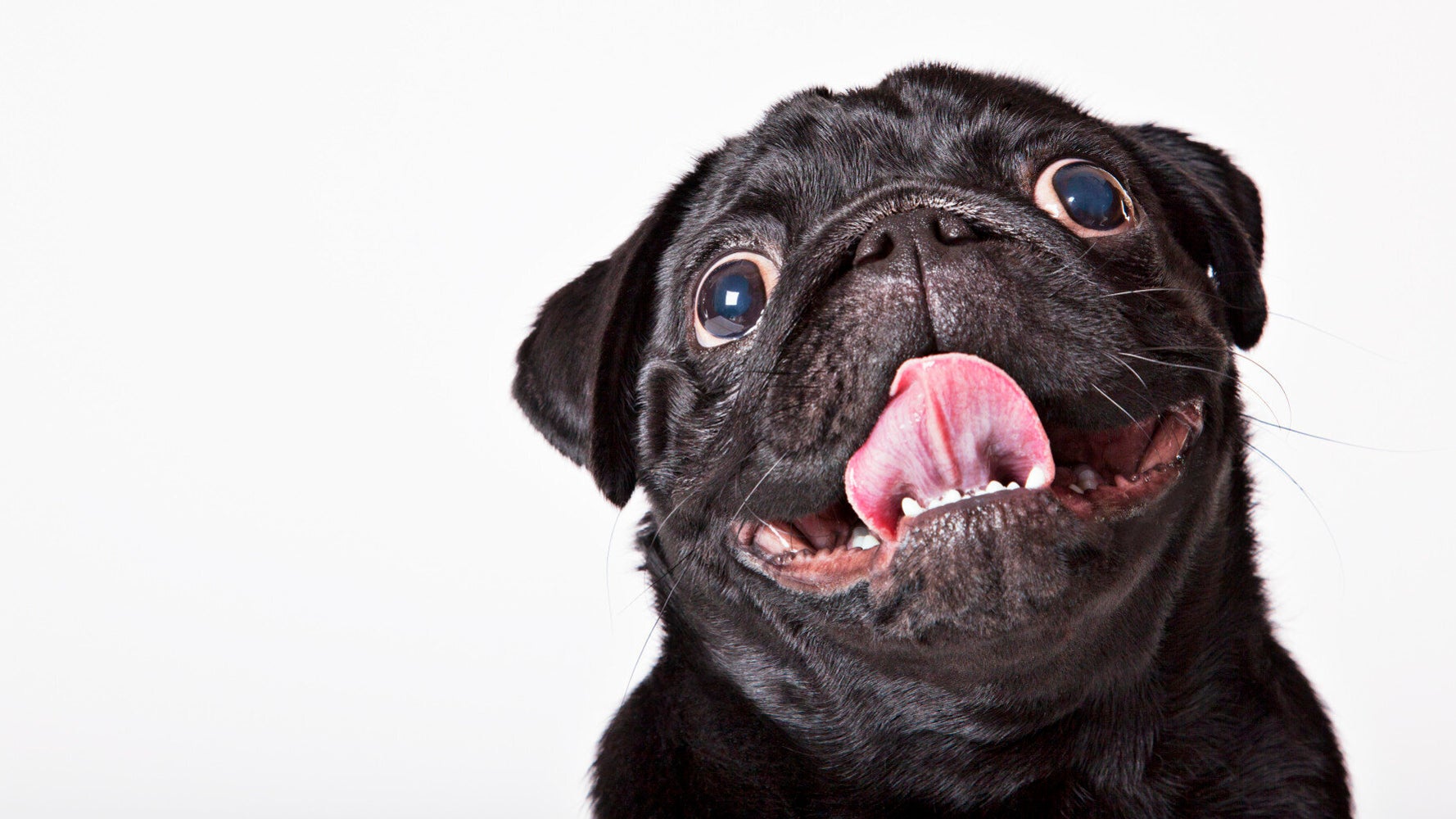 Five Tips for Paw-Fect Dog Hotel Stays | HuffPost UK Life Five Tips for Paw-Fect Dog Hotel Stays