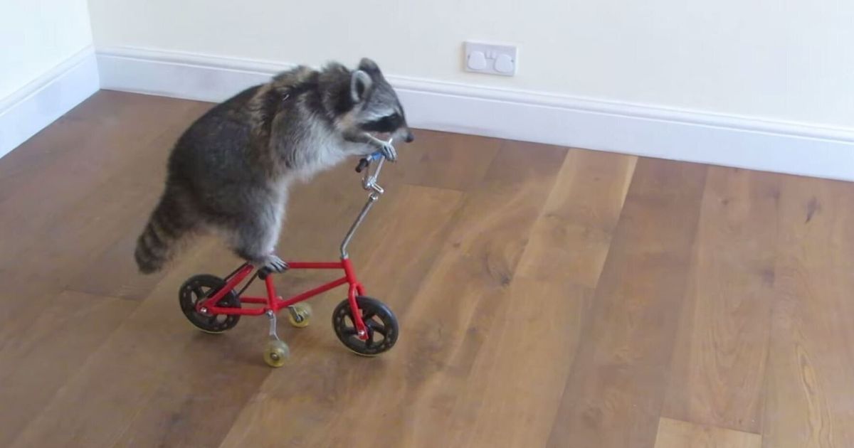 Melanie The Raccoon Learns How To Ride A Bike | HuffPost UK Comedy