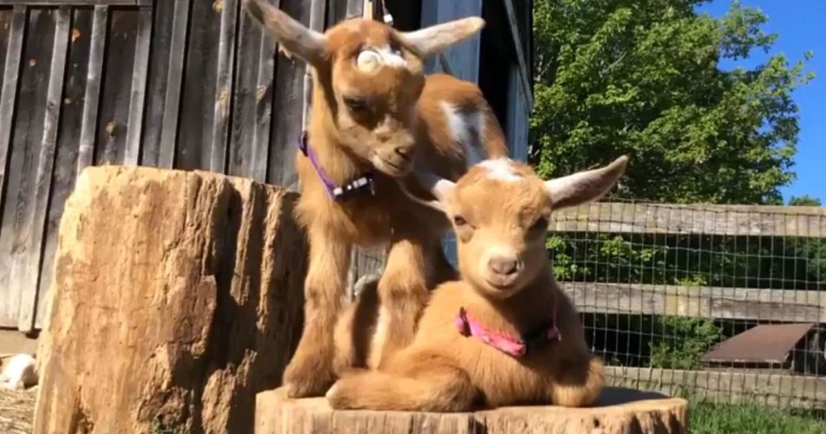 identical-kid-goats-are-two-very-distinct-characters-huffpost-uk