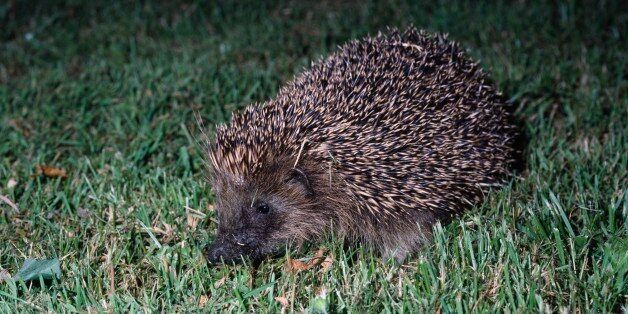 UNSPECIFIED - FEBRUARY 17: European hedgehog (Erinaceus europeus), Erinaceidae. (Photo by DeAgostini/Getty Images)