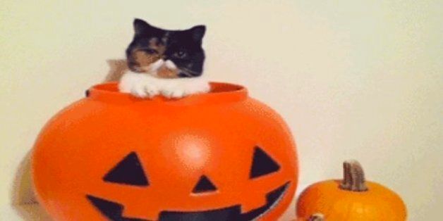 15 Cute Cat GIFs  HuffPost Entertainment