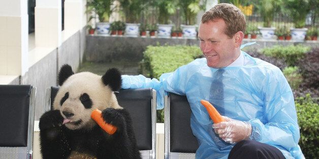 YAAN, CHINA - NOVEMBER 17: (CHINA OUT) British State Minister for Foreign and Commonwealth Affairs Jeremy Browne poses with a giant panda at BiFeng Gorge Base of China Panda-protection Research Center on November 17, 2011 in Yaan, Sichuan Province of China. Jeremy Browne visited two giant pandas 'Tian Tian' and 'Yang Guang' before they are sent to Edinburgh Zoo. (Photo by ChinaFotoPress/Getty Images)