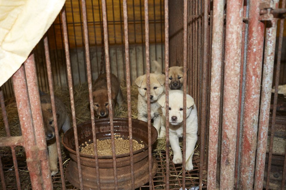  South Korea Dog Meat Farm