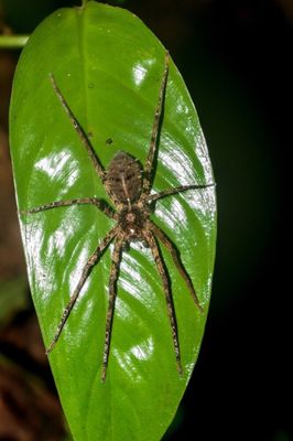 Brown recluse spider bite death of Alabama boy rarer than dying by  lightning strike 