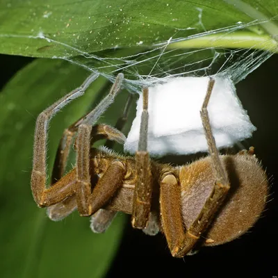 Brown recluse spider bite death of Alabama boy rarer than dying by  lightning strike 