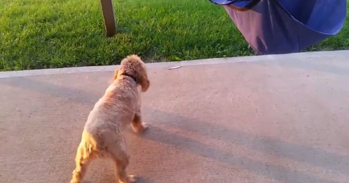 Adorable Dog Is Afraid Of A Feather HuffPost UK Comedy