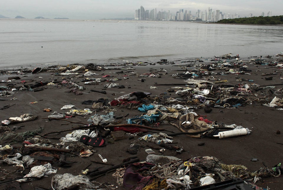 Panama Mangroves Under Pressure