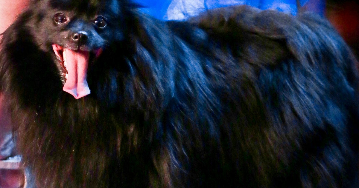 ‘Britain's Got Talent' Hypnotist Dog Fails To Make Simon Cowell Fall