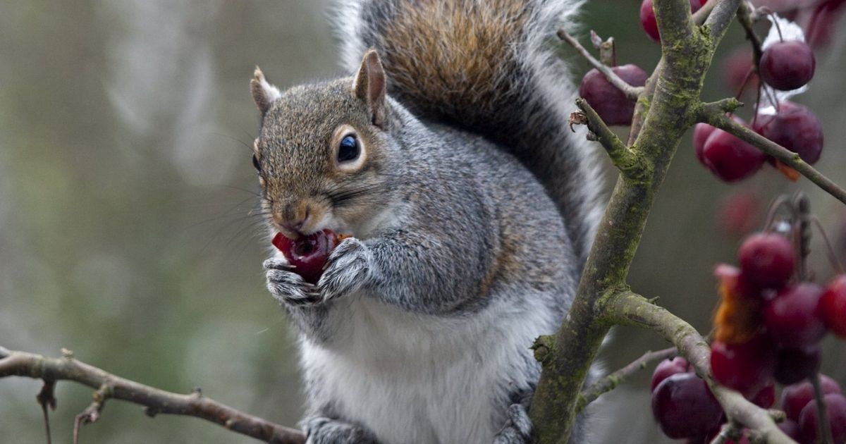 Prince Charles Orders Grey Squirrel Cull On His Duchy Of Cornwall