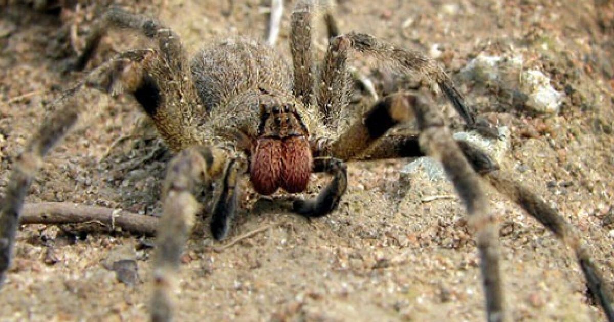 brazilian wandering spider in uk