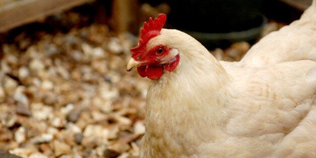 General view of 'Duchess' the Hen who was named after Catherine the Duchess of Cambridge, seen roaming in her her owners garden, Staffordshire