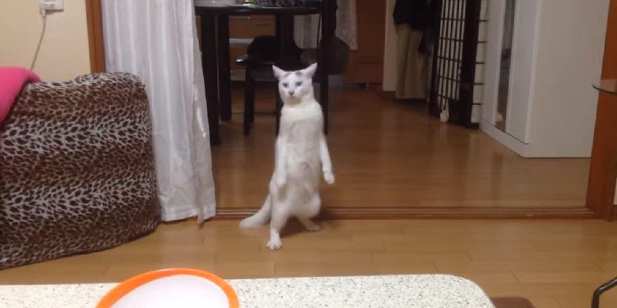 chocolate labradoodle near me