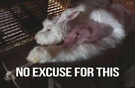 Angora: Torture for Rabbits  Animals Are Not Ours to Wear - PETA UK