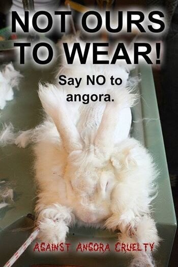 Angora: Torture for Rabbits  Animals Are Not Ours to Wear - PETA UK