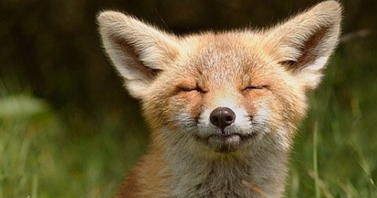 17 Foxes Of Instagram That Are Overjoyed About Not Getting Devoured By ...