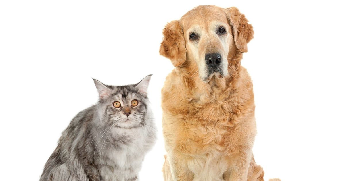 Why Cats Are Better Than Dogs | HuffPost UK Comedy