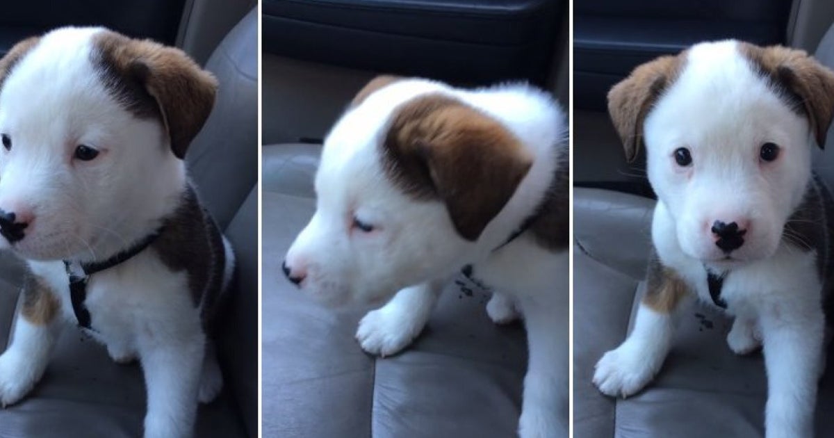 Cute 8WeekOld Puppy Is Confused By His Own Hiccups HuffPost UK Comedy(01)
