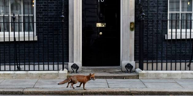 A fox makes its way past 10 Downing Street, London