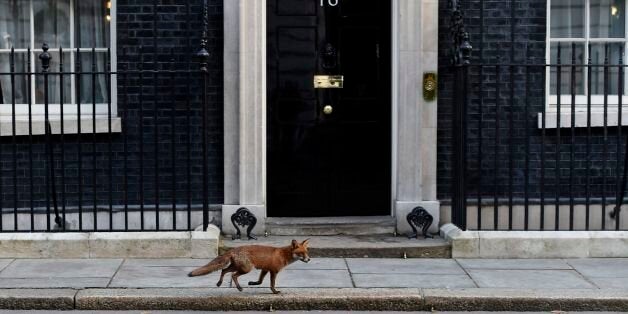 A fox makes its way past 10 Downing Street, London