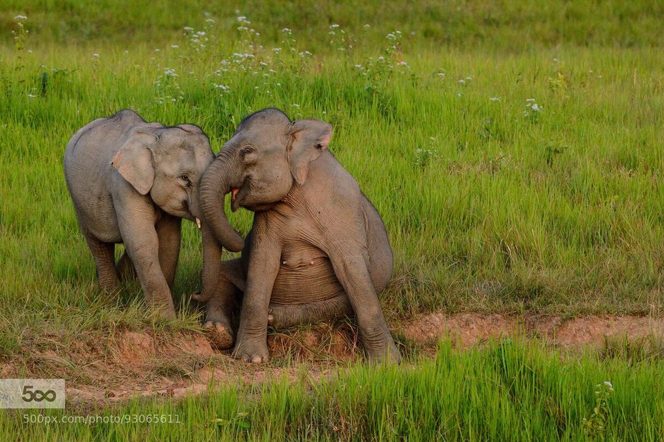 Wild Asian Elephants, Elephas maximus in Khao Yai national park