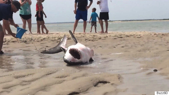 Great White Shark Saved By Beachgoers On Cape Cod, Massachusetts ...