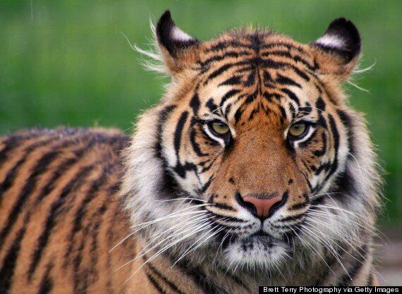 Tiger Sex' Video Leads To 6 Months Bail, A Life In Ruin And ...