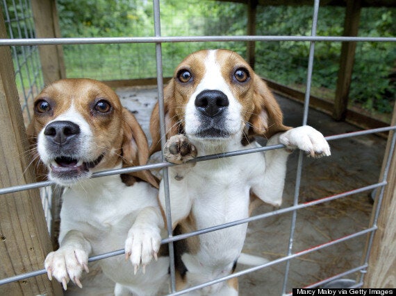 Beagle store puppies yorkshire