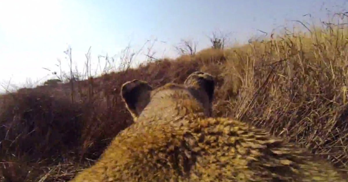 Lion Hunts Prey With GoPro | HuffPost UK Tech