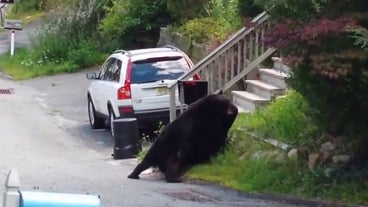 funny bear videos funny bear videos