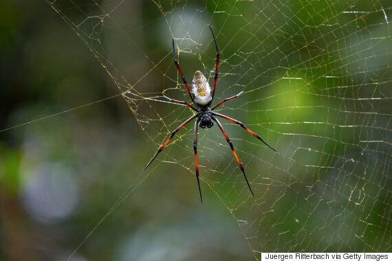 The Urban Environment Is Creating Super-Sized Spiders - Bloomberg