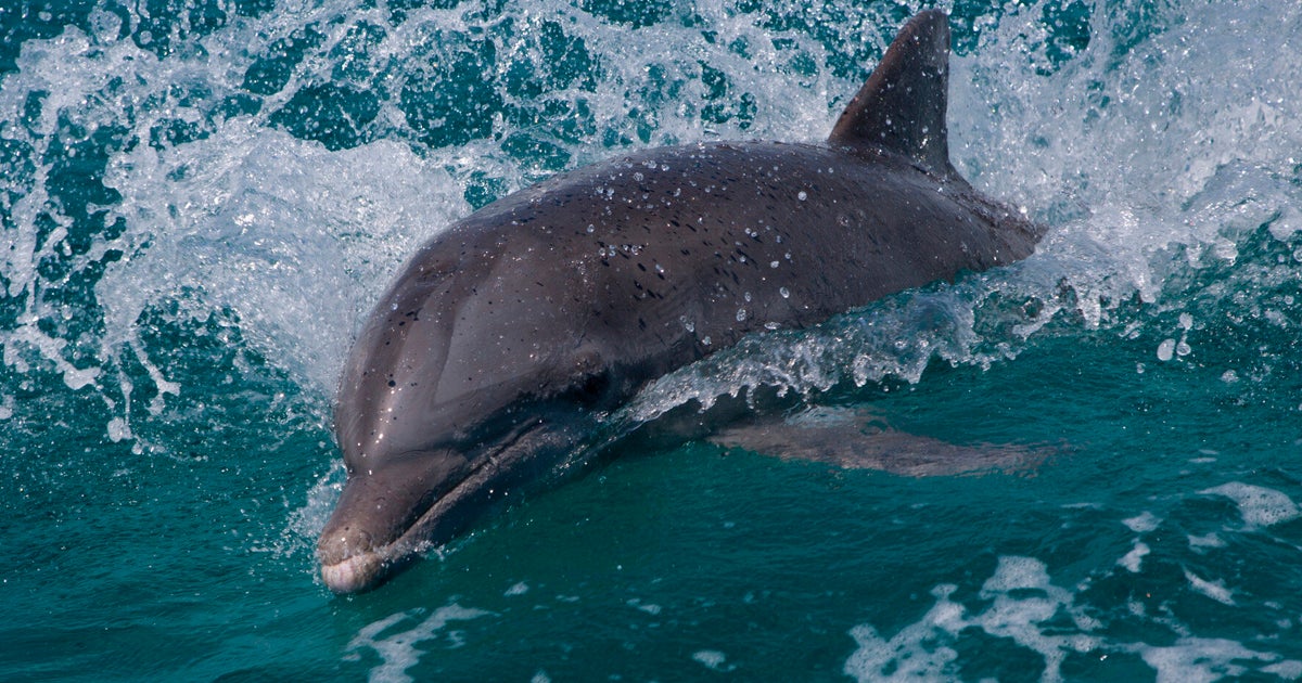 Where Conservation Meets the Sea | HuffPost UK