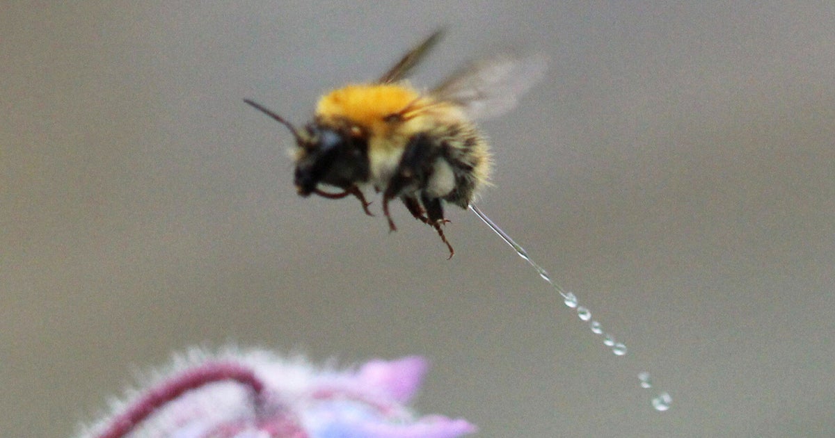 Bee Having A Wee Photo Taken By Grimsby Photographer Mark Parrott Huffpost Uk